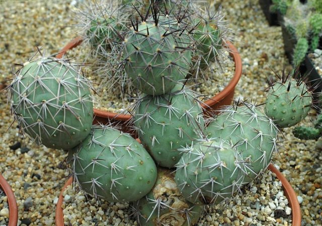 Tephrocactus_alexanderi_V_bruchii